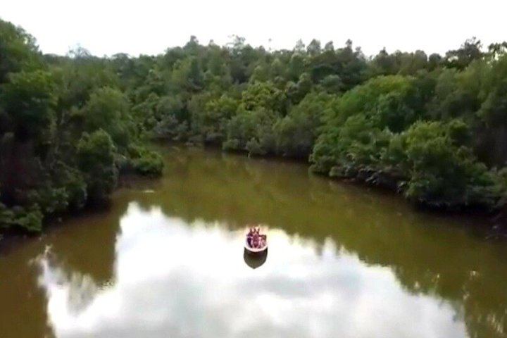 Private Proboscis Monkey Tour - Photo 1 of 12