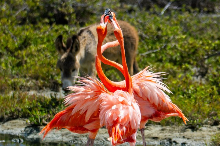 Private Bonaire North Tour - Photo 1 of 19