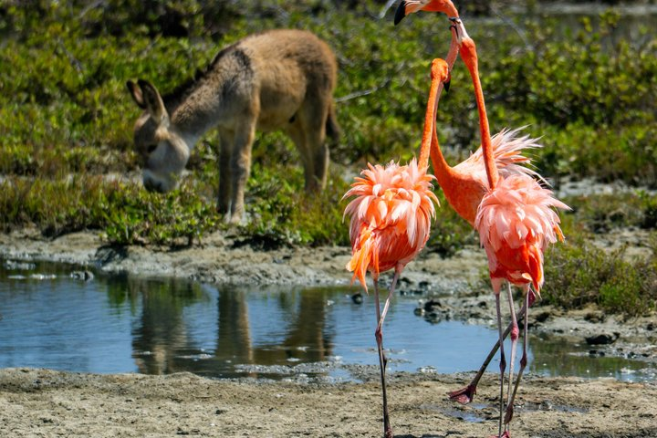 VIP Private Island & Snorkeling Tour - South Bonaire - Photo 1 of 17