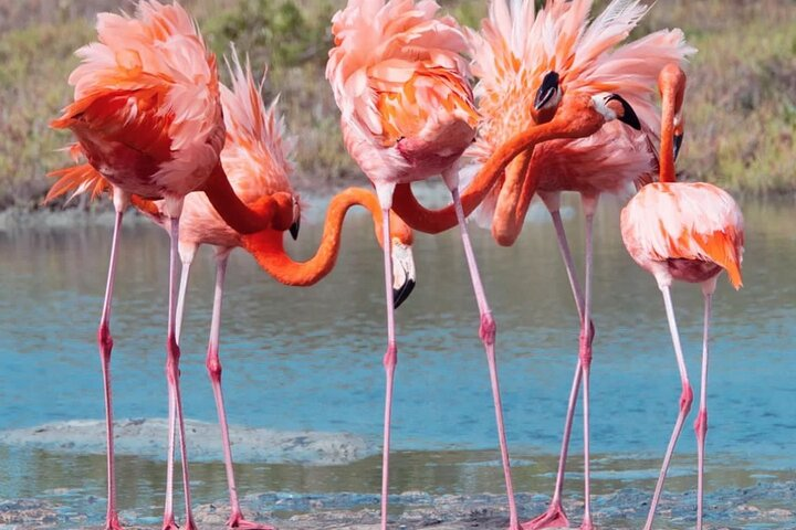 Flamingos
