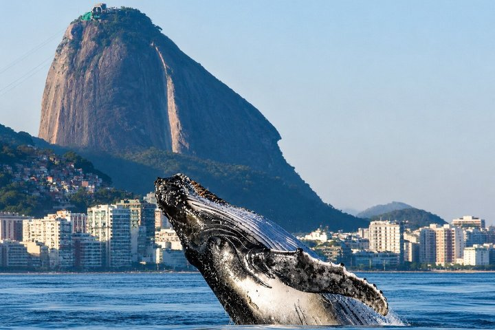 Tijuca Islands Snorkeling or Whale Watching Boat Tour from Rio - Photo 1 of 25