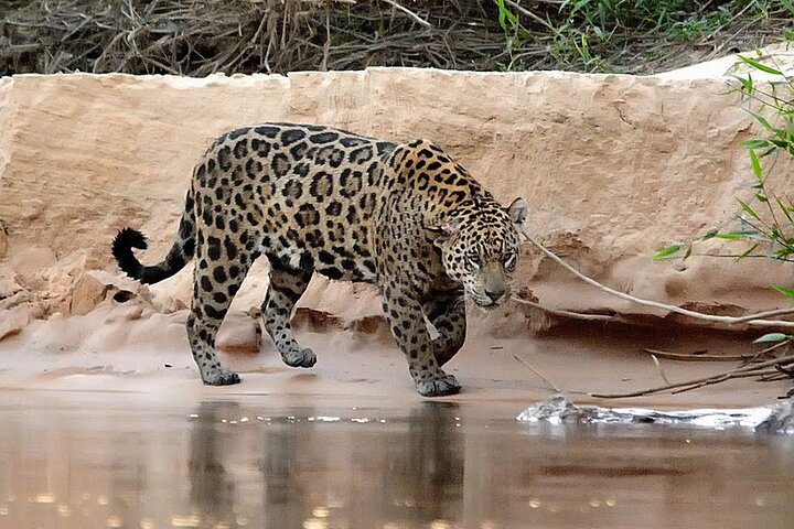 6-Days North Pantanal Experience - Following the footsteps of the Jaguar  - Photo 1 of 7