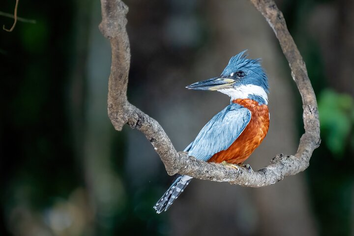 Amazon Explore 4D/3N-At Amazon Tapiri Floating Lodge  - Photo 1 of 25