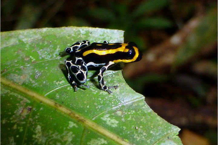 poison frog