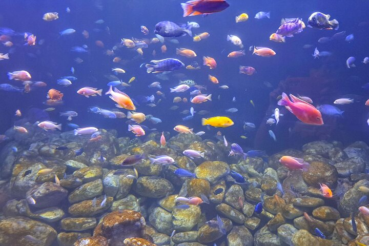 AquaRio and Biopark half-day tour - Photo 1 of 17