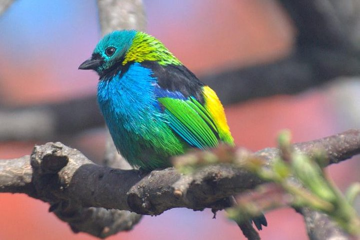 Green-headed Tanager