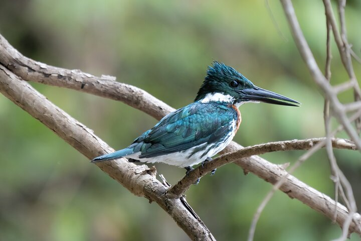 Exploring The Amazon 3D/2N At Amazon Peacock Paradise Ecolodge  - Photo 1 of 25