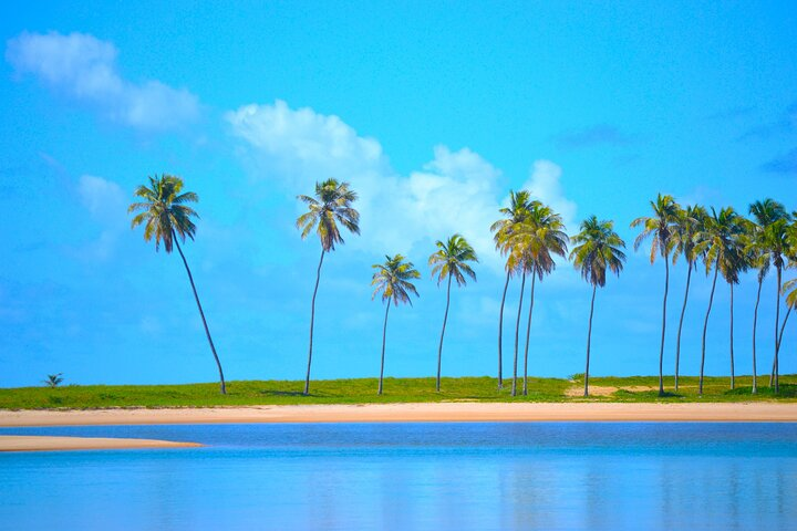 From Salvador to Praia do Forte Day trip get to know the coconut coast - Photo 1 of 11