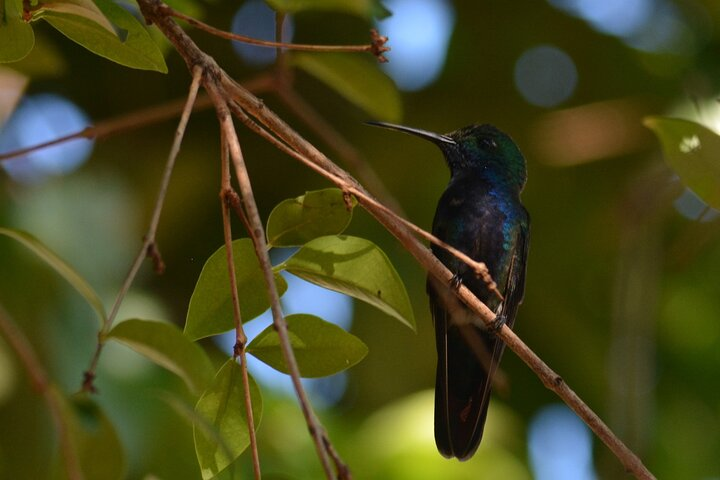 Humming Bird Garden Experience in Iguazu - Photo 1 of 7