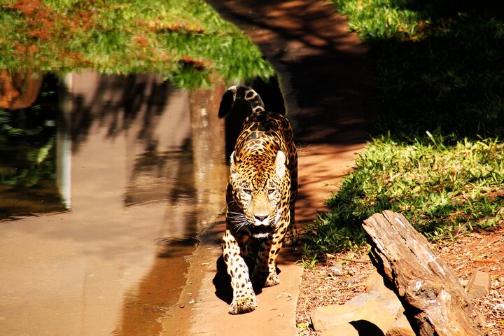 Itaipu Dam with Wild Animals Eco Retreat - Photo 1 of 20
