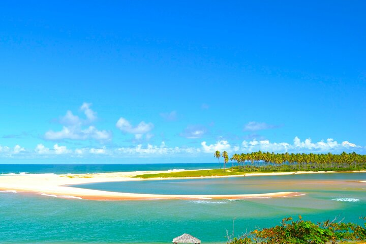 Beach Daytour to Praia do Forte, get to know the Coconut Coast - Photo 1 of 17