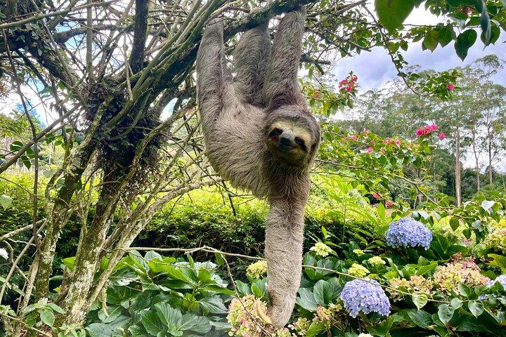 Sloth on a tree