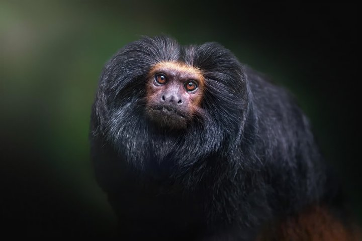São Paulo: Black Lion Tamarin Observation Tour - Photo 1 of 18