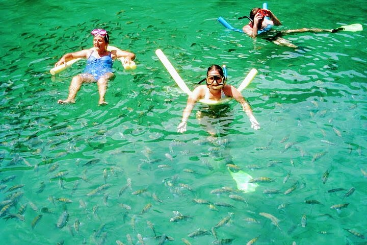 Swim with colourful tropical fishes 