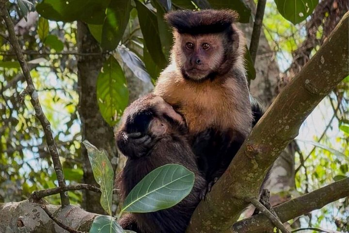 Tijuca Forest: Waterfalls, Cave, and Wildlife - Photo 1 of 25