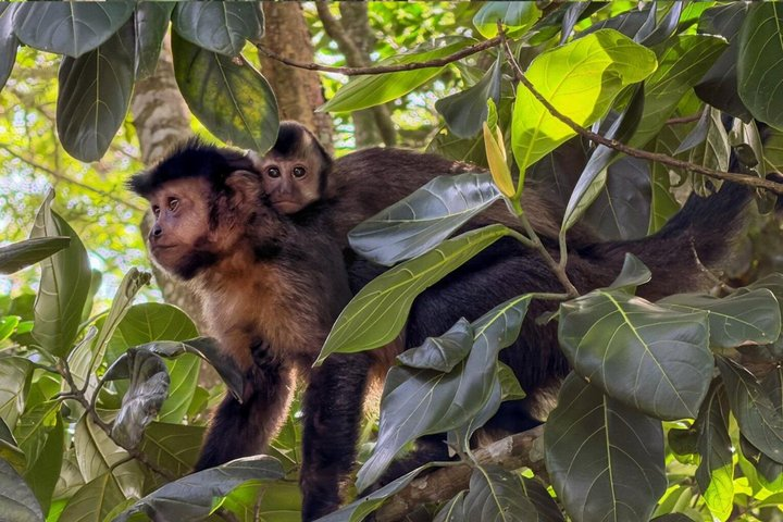 Tijuca Forest: Hiking, waterfalls, cave, and wildlife - Photo 1 of 25