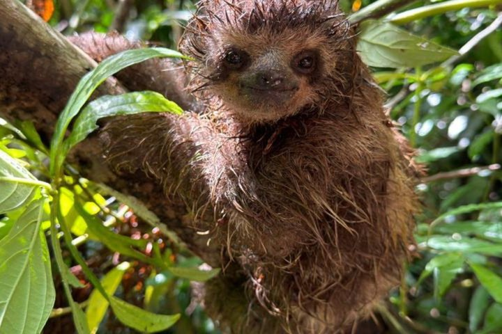 Tijuca Forest: Secret Waterfalls and Walk with Local Guide - Photo 1 of 25