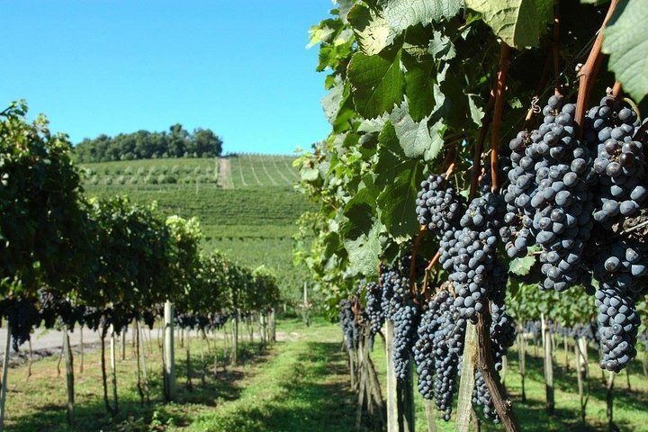 Vineyards in the vintage