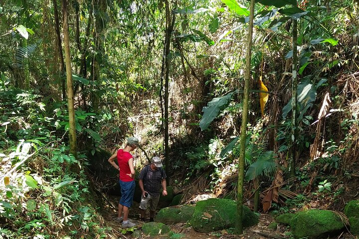 Exploring the Atlantic Forest