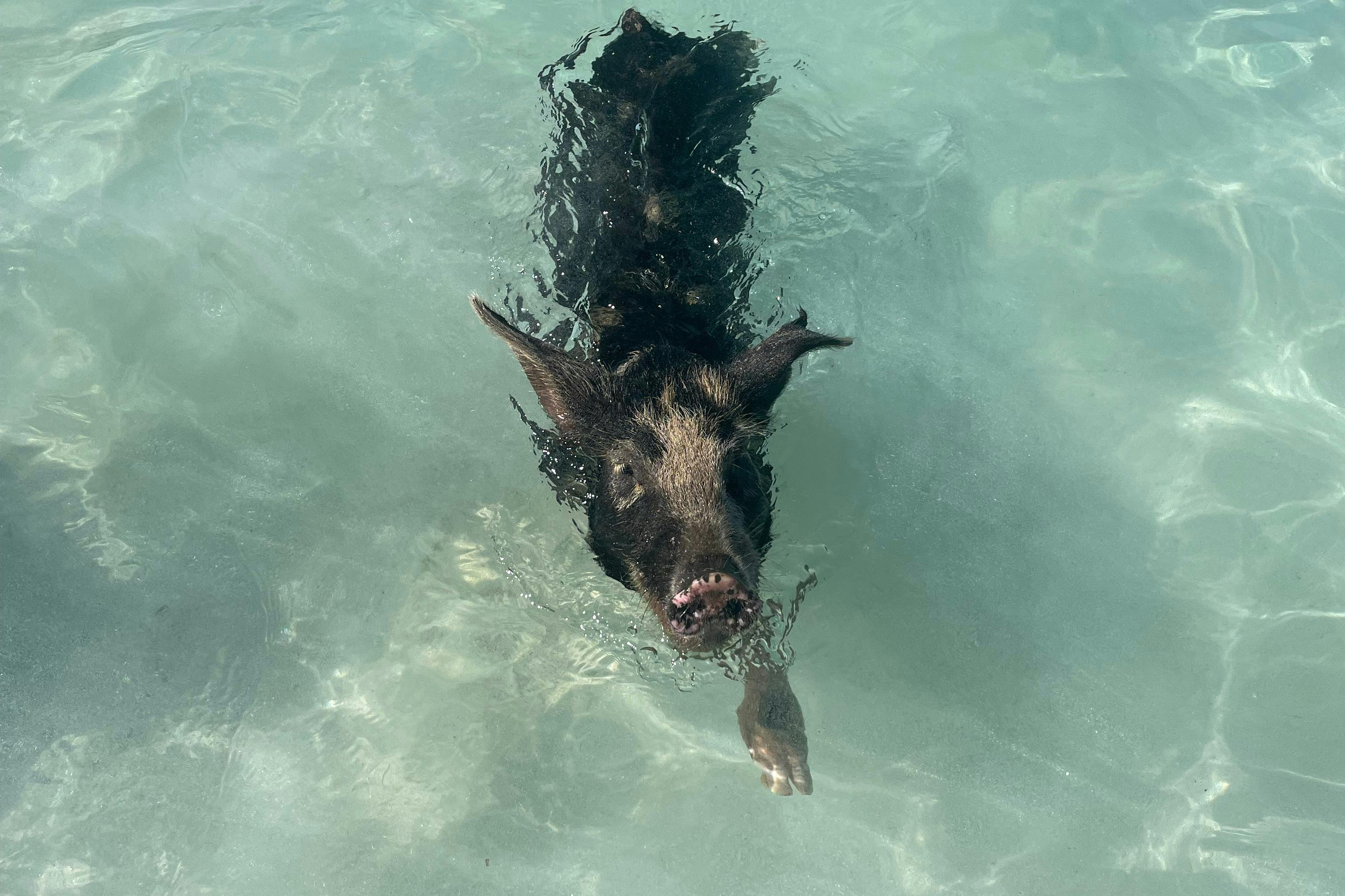 Bahamas: Boat Adventure with Swimming Pigs, Turtles & Snorkeling - Photo 1 of 7