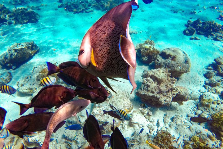 Nassau: Pearl Island Reef Snorkeling + Beach Day & Bahamian Lunch - Photo 1 of 25