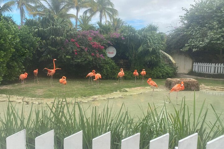 Private Guided Tour Around Nassau, The Bahamas - Photo 1 of 25