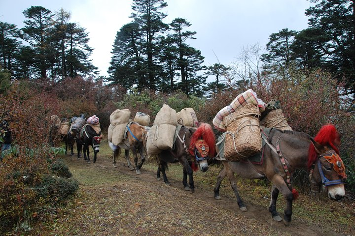 Mules transporting treking supplies