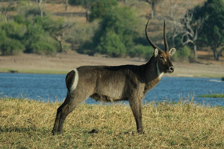 11 Day Private Camping Safari in Botswana with Airport Pickup  - Photo 1 of 6