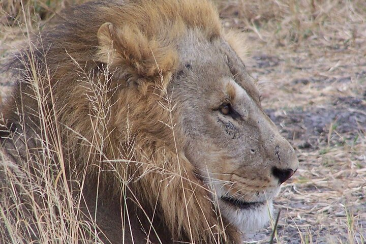 17 Days Buffalo Track Botswana Private Tour - Photo 1 of 11