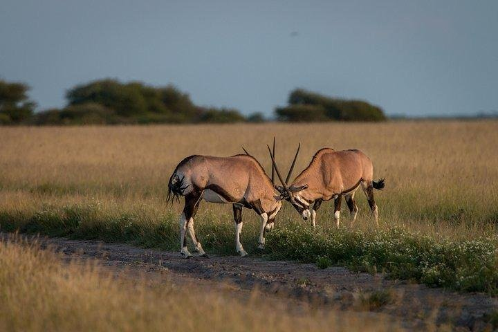 3-Days Central Kalahari Game Reserve - Photo 1 of 6