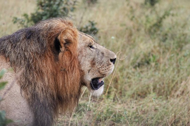 4 Day Moremi,Khwai and Savuti camping safari - Photo 1 of 22