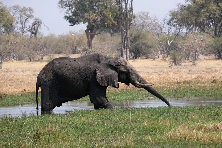5 Day Elephant Tracking Botswana - Photo 1 of 5