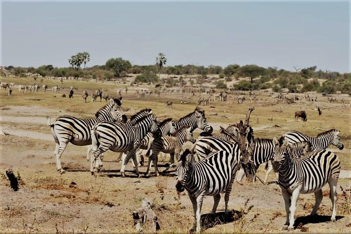 ZEBRA MIGRATION