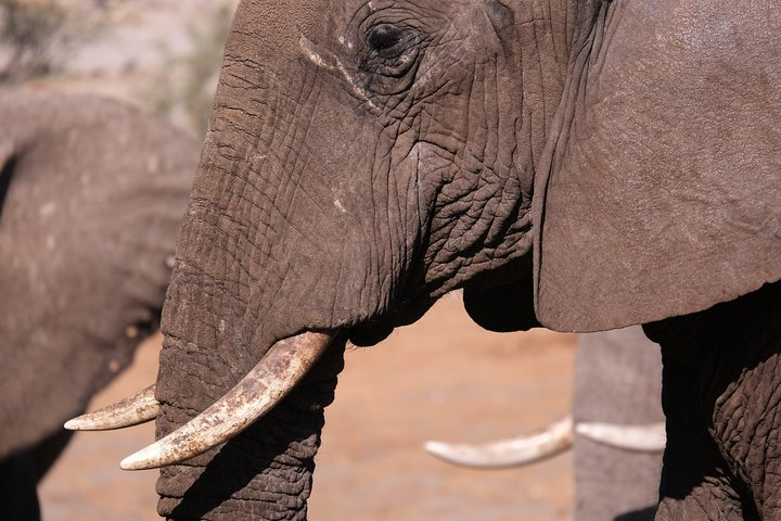 5 Day Mobile Camping Safari Tour in Botswana with Guide - Photo 1 of 6
