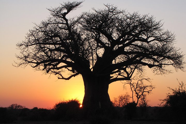 Baobab Tree