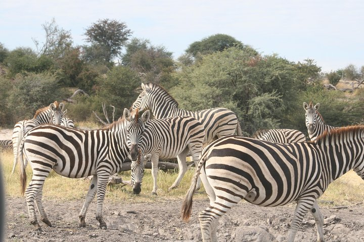 6-day Zebra Safari Tour in Makgadikgadi and Okavango Delta - Photo 1 of 14