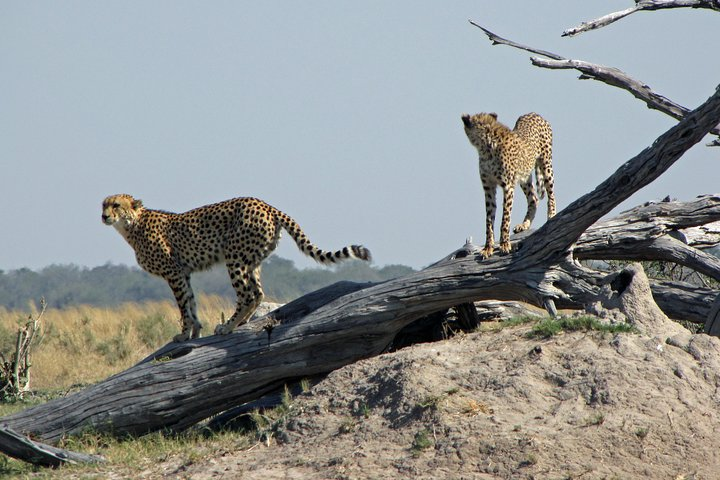 Cheetah Safari Discounted Package - Photo 1 of 8