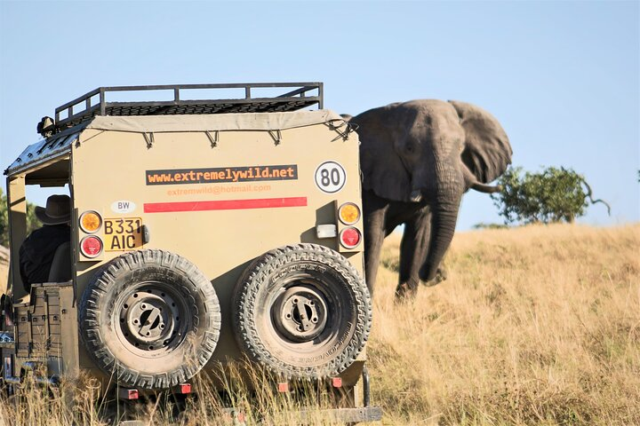 Khwai Concession area game drive