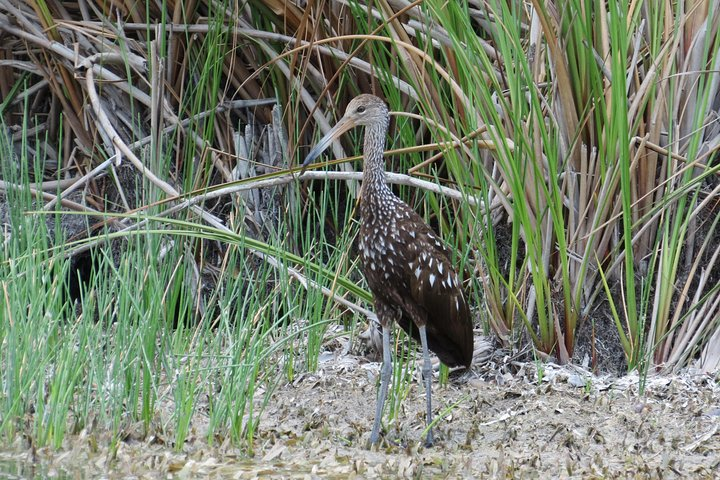Crooked Tree Bird Watching - Photo 1 of 2