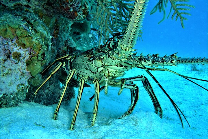 Diving at Pompion Caye - Photo 1 of 3