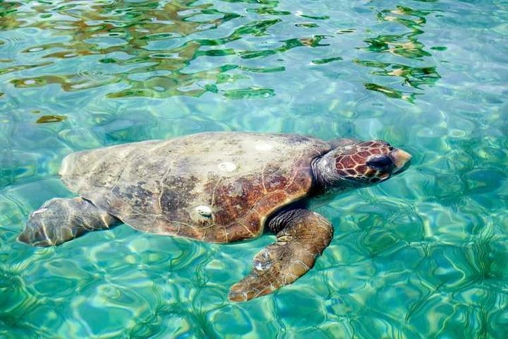 Hol Chan Marine Reserve Snorkel Tour on the 40' Sirena Azul Sailboat - Photo 1 of 10