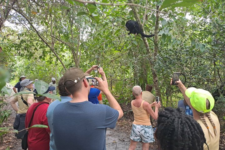 Rumble in the Jungle: The Howler Monkey Expedition - Photo 1 of 10