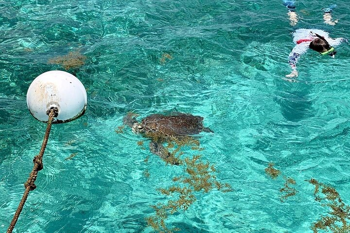 Turtle Garden Snorkeling Tour and Island Break  - Photo 1 of 6