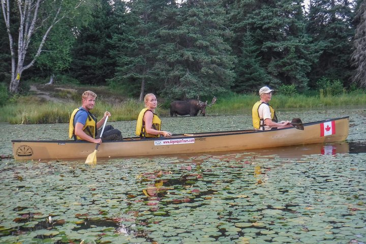 3 Day Algonquin Park Canoe Trip - Moose & Beaver Safari - Photo 1 of 16