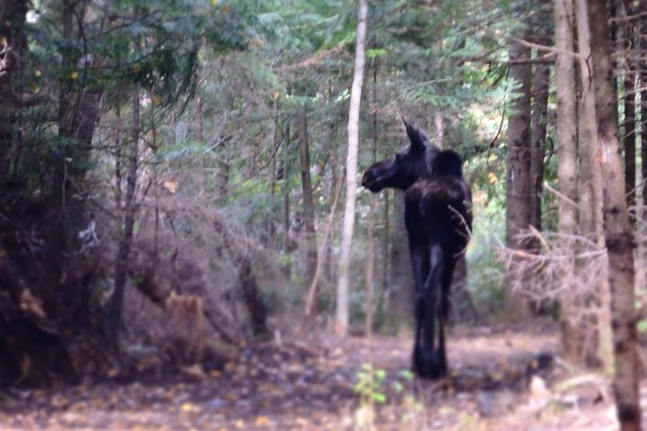 4-Day Canadian Camping Road Trip ("Moose On The Loose") - Photo 1 of 18