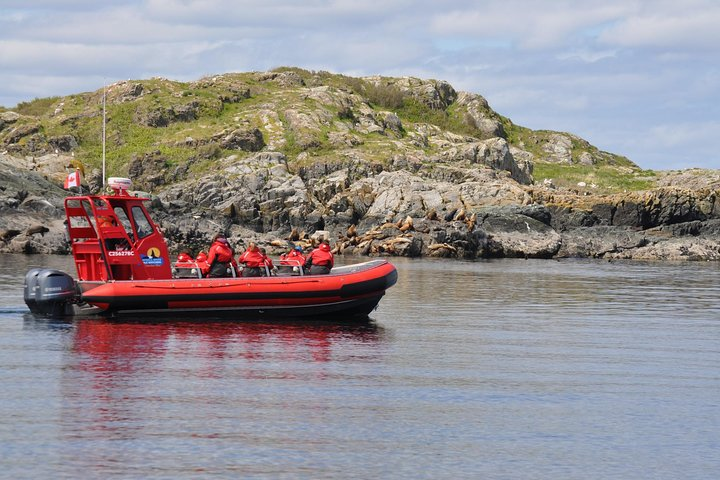 Zodiac Boat Whale and Wildlife 4-Hour Tour from Campbell River - Photo 1 of 8