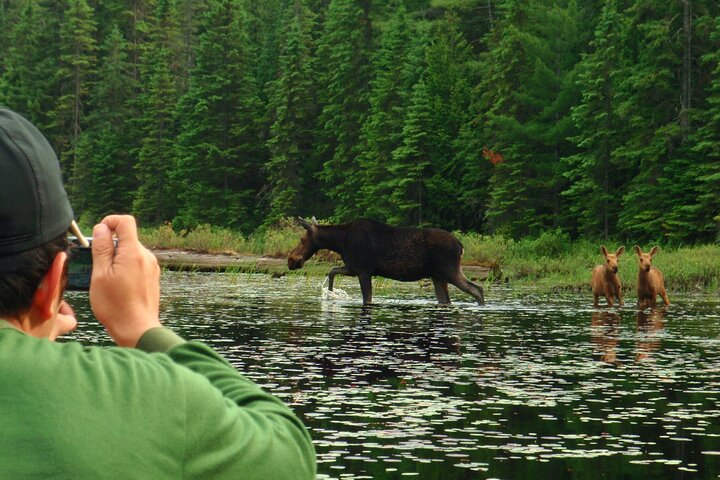 Algonquin Park 4-Day Deluxe Camping & Canoeing Adventure  - Photo 1 of 25