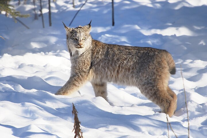 Lynx