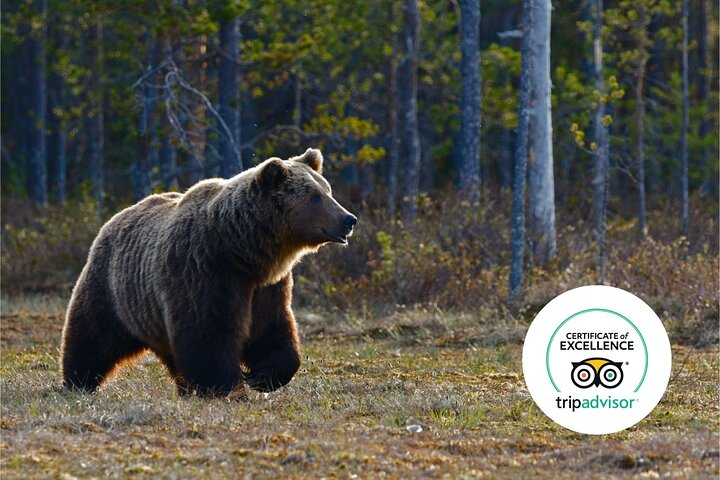 Banff Highlights & Wildlife | Award-Winning Small Group Adventure - Photo 1 of 15