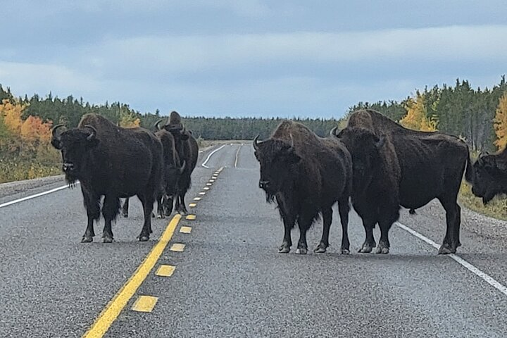 Bison on the road